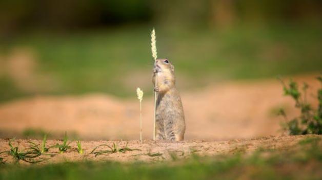 I díky zoologům z Karlovky vzniká nová syslí kolonie 