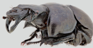 Chrobák Lethrus thracicus je příbuzným chrobáka révového (Lethrus apterus), který u nás dříve dosahoval severní hranice rozšíření. Foto: D. Král