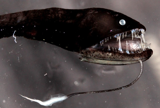 Pásovka štíhlá (Idiacanthus fasciola) s bioluminescentním orgánem na bradovém vousu