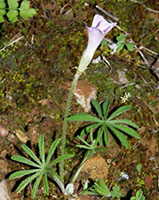 Oxalis Carolina 