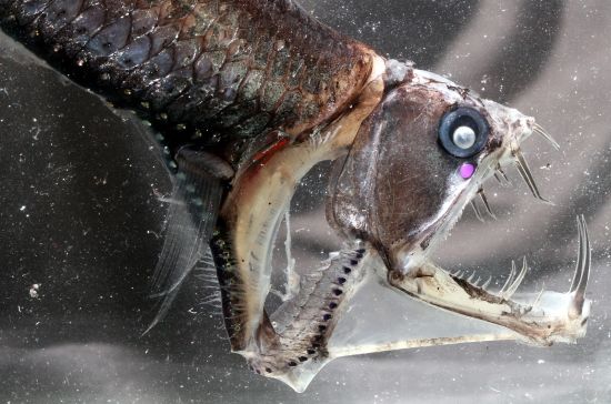 Deep-sea fish have adapted in various ways to hunt effectively, including the evolution of large teeth. Relative to head size, the Chauliodus danae has the longest teeth of any fish and with its protruding jaw belongs to the order of Stomiiformes. Photo: Zuzana Musilová.