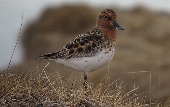 The spoon-billed sandpiper (Calidris pygmaea) is a charismatic, dwindling and critically endangered shorebird of East Asia.  Its problems were examined in detail in an article in last June’s issue of the Czech popular science magazine Vesmír. Adult male at breeding ground, Chukotka 2015 (photo: Vojtěch Kubelka)