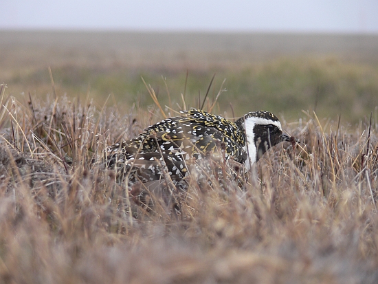 The American golden plover (Pluvialis dominica) distracting a predator away from the nest by running hunched over with ruffled feathers and whistling. Alaska 2012 (photo: Vojtěch Kubelka)